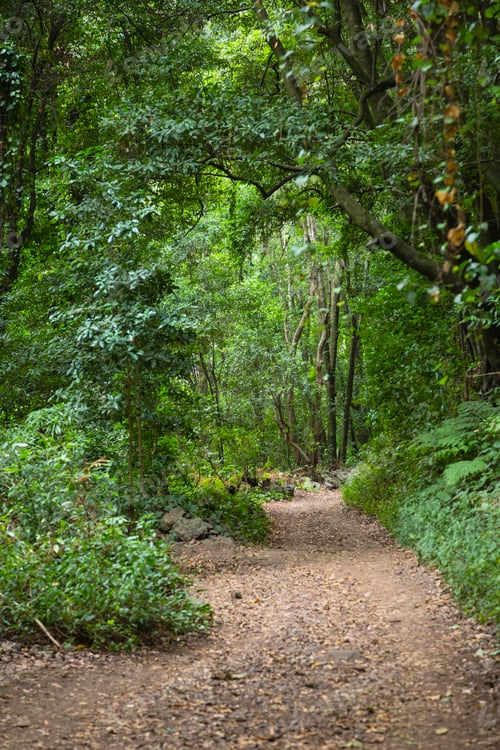 Preview: Los Tilos Rain Forest Trail, La Palma