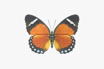 Preview: Detailed Orange Forester Butterfly with Wing Patterns