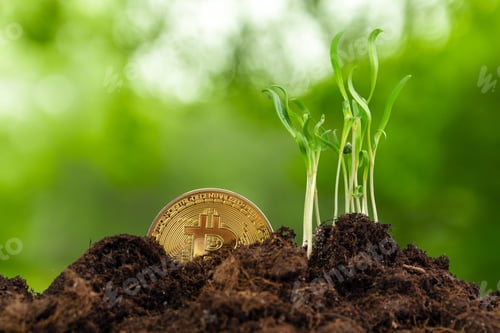 Preview: Sprout plant and bitcoin, growth of bitcoin crypto currency
