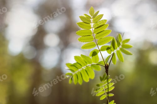 Preview: Young leaves of rowan in sunset light, spring background