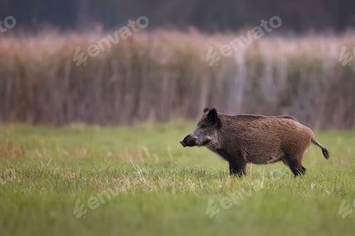 Preview: Wild boar in a clearing
