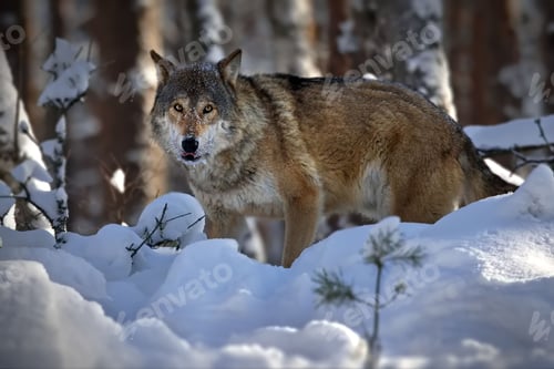 Preview: Closeup of a grey wolf in a forest covered in the snow in Belarus