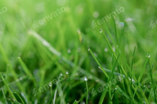 Preview: Closeup or macro of dew in green grass