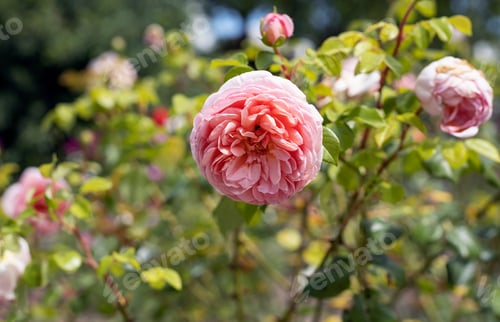 Preview: pink roses in the garden in summer