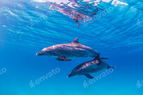 Preview: Atlantic Spotted Dolphins swimming near surface of ocean