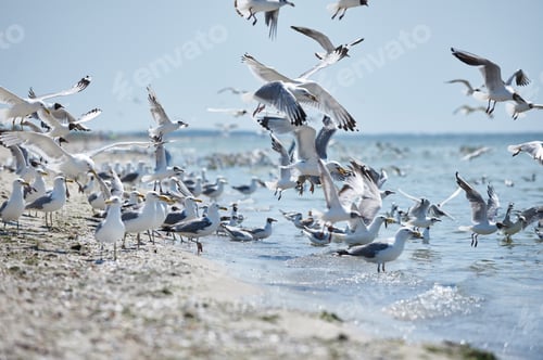 Preview: A flock of seagulls flying