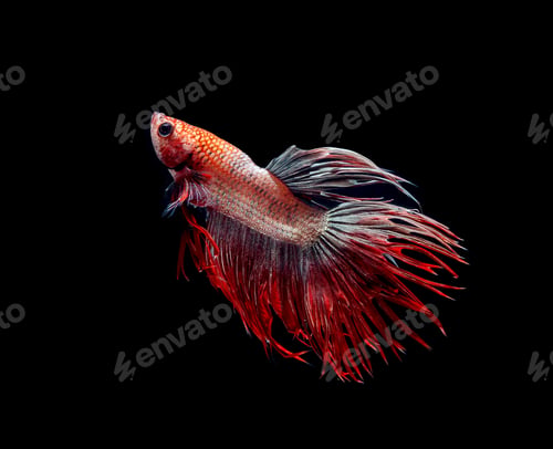 Preview: Betta fish, siamese fighting fish, betta splendens isolated on black background