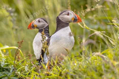 Preview: Two Atlantic Puffins Portrait on green background