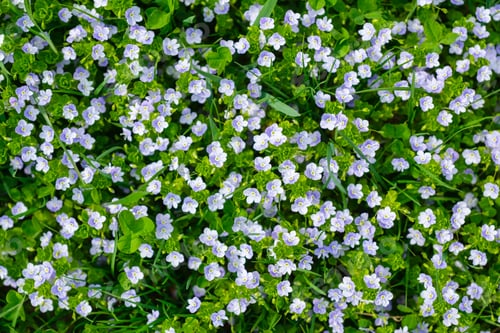 Preview: Spring flowers and fresh green grass. Plants as a background.
