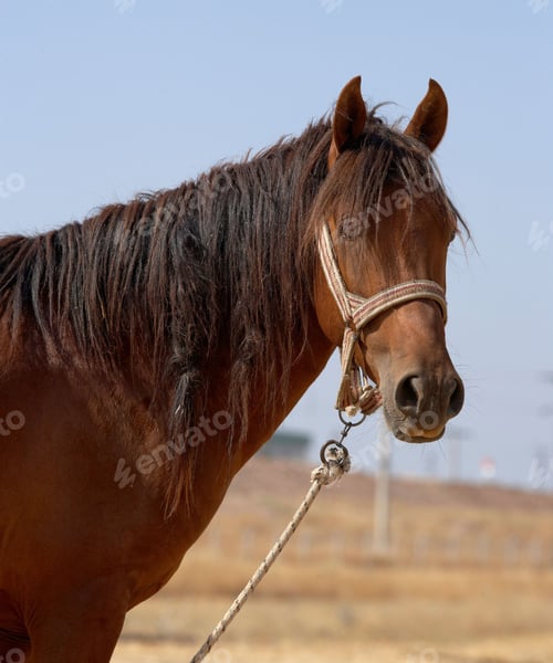 Preview: horse, mare, wilderness, stallion