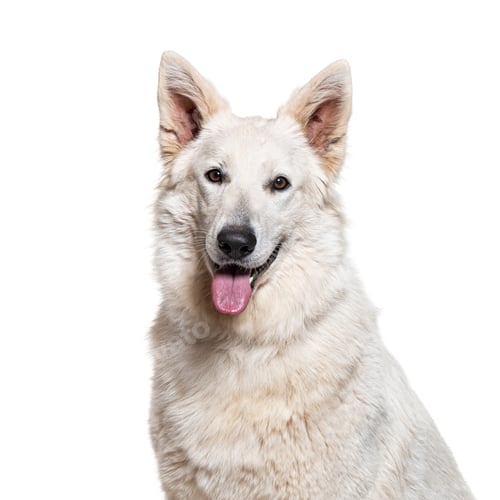 Preview: head shot of a Berger Blanc Suisse panting, isolated on white