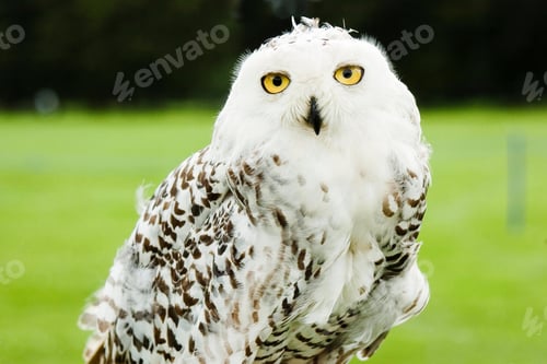 Preview: owl, bird, snowy owl, wilderness