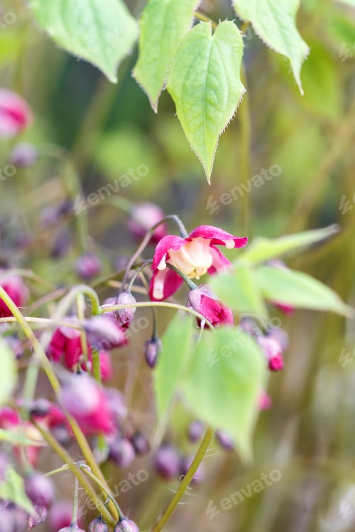 Preview: purple barrenwort (epimedium) flourishing in the garden