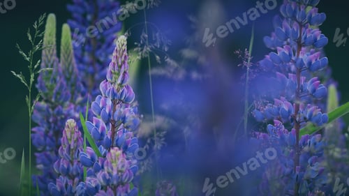 Preview: Bush Of Wild Flowers Lupine In Summer Field Meadow Panorama Summer Background. Lupinus, Commonly