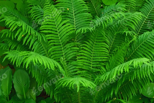 Preview: Fern