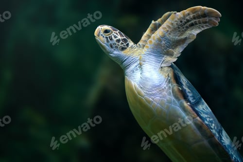 Preview: Green Sea Turtle (Chelonia mydas) underwater