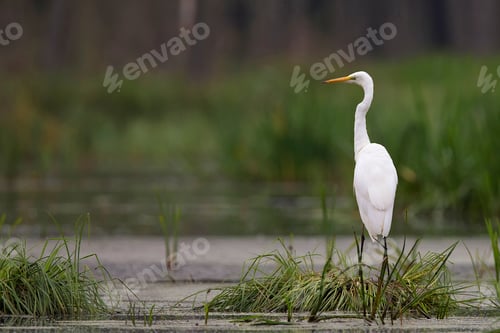 Preview: Great egret in the wild