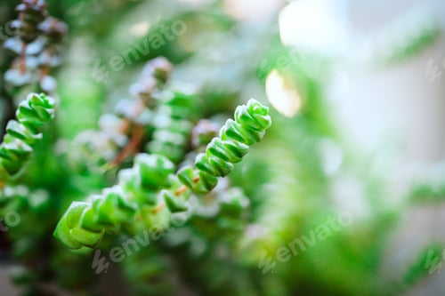 Preview: sukkulent crassula hottentot