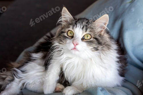 Preview: Longhaired tabby cat, pet animal.