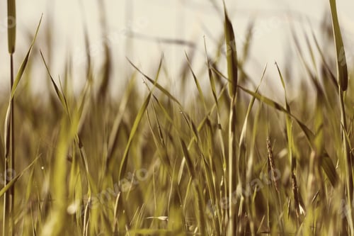 Preview: Grass In The Morning In The Spring In The Dew Drops