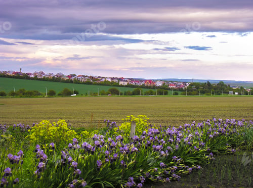 Preview: varietal purple, blue iris on the edge of the field, close up on the village, evening sky