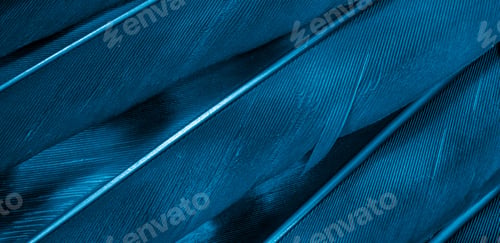 Preview: blue hawk feathers with visible detail. background or texture