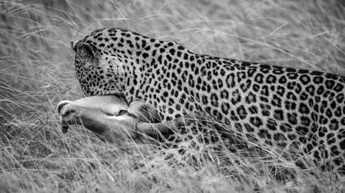 Preview: A leopard, Panthera pardus, drags its impala kill through grass