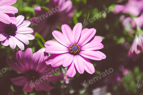 Preview: Close up macro of a purple daisy flower in the sun with shadows in the garden