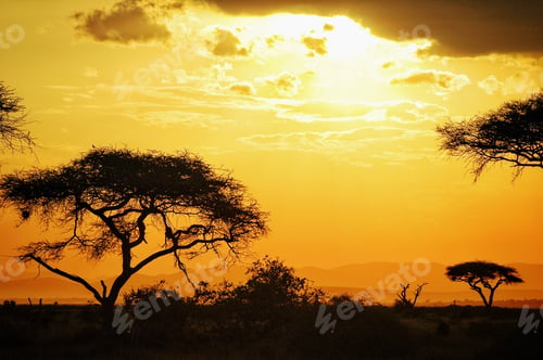 Preview: ✨nominated✨
Sunset in Africa and silhouettes of Acacia trees