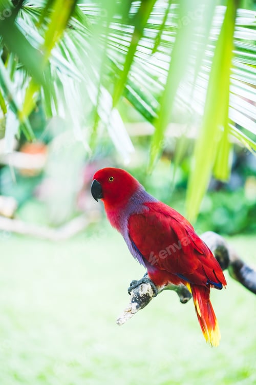 Preview: Colorful red female Eclectus parrot (Eclectus roratus), close up photo