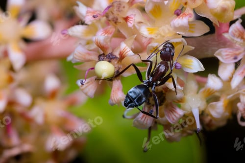 Preview: Close-up of a wood-boring ant (Camponotus) on a bed of flowers