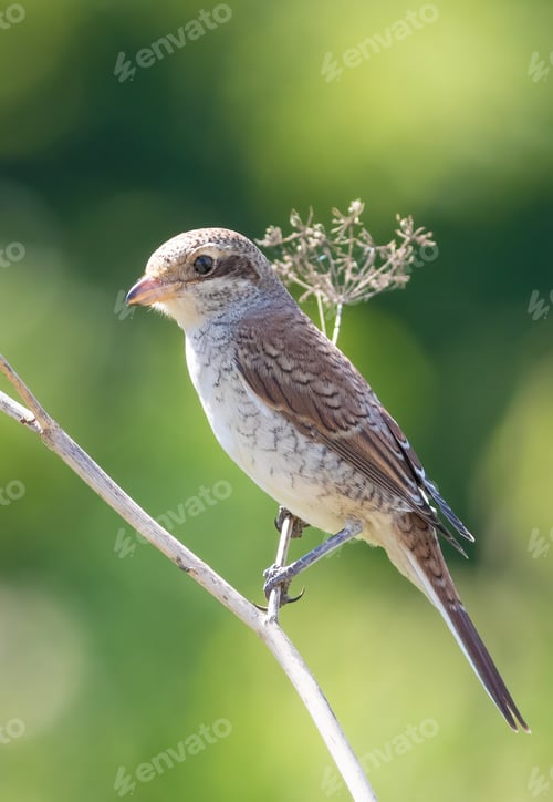 Preview: Red-backed shrike, Lanius collurio. A young bird sits in a meadow on a stem of a dry plant
