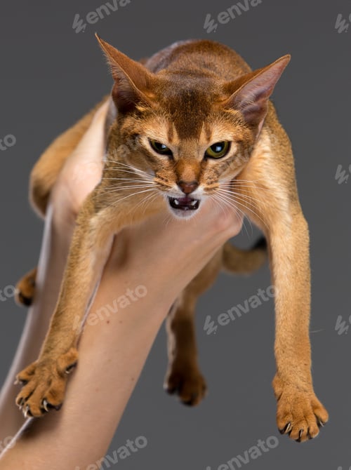 Preview: Purebred abyssinian young cat portrait