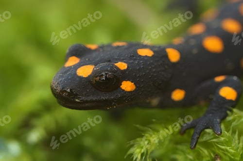 Preview: Closeup of the colorful but endangered Anatolian newt, Neurergus strauchii, sitting on green moss