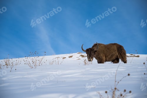 Preview: Horizontal shot of wild yak in Spiti Valley in winter