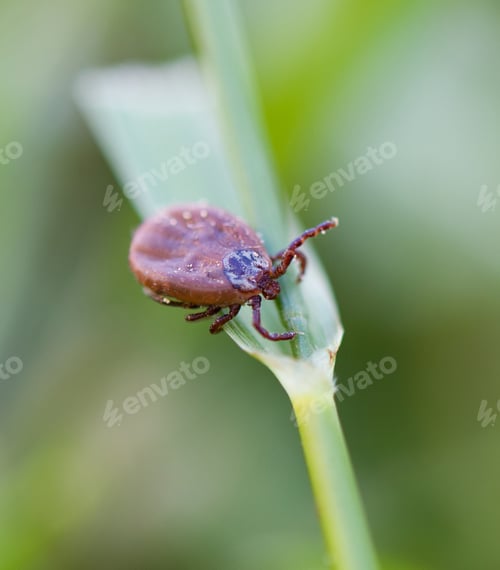 Preview: tick