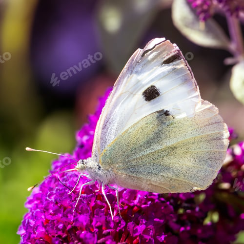 Preview: White cabbage butterfyl on a flower blossom
