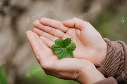 Preview: Holding a clover leave on the in female hand palms. Concept of luck