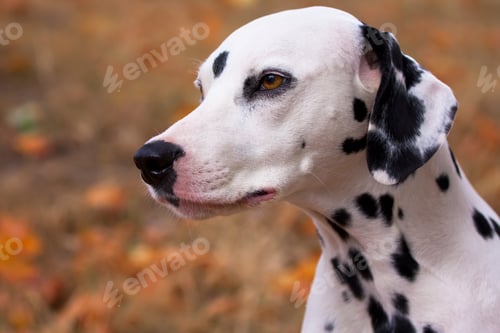 Preview: Dalmatian dog