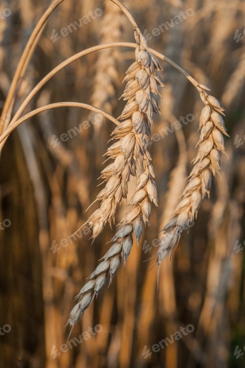 Preview: close-up of ripening ears of wheat field, harvest time