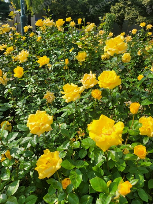 Preview: Vertical closeup of beautiful yellow roses blooming in a garden under sunlight
