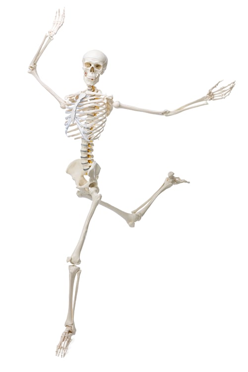 Preview: Artificial human skeleton model isolated on white