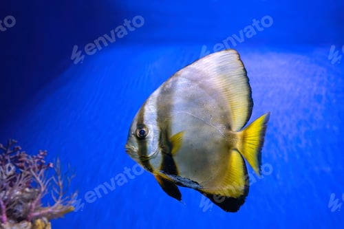 Preview: Beautiful Fish Platax Teira, Longfin Batfish In Blue Water Of Aquarium, Marine Life