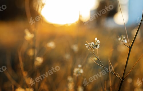 Preview: blurred of white flowers and green with blurred background. shallow depth of field. Beautiful autumn