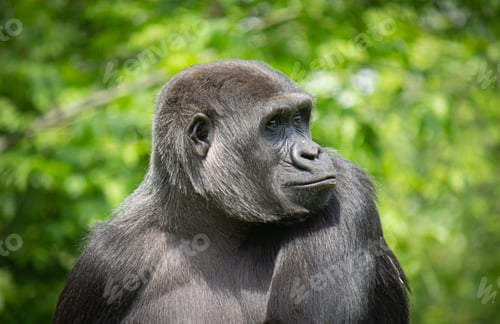 Preview: Close-up view of a relaxed gorilla portrait outdoors