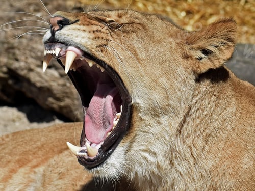 Preview: Lion (Panthera leo)