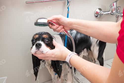 Preview: portrait of Cavalier King Charles spaniel dog taking shower with shampoo.