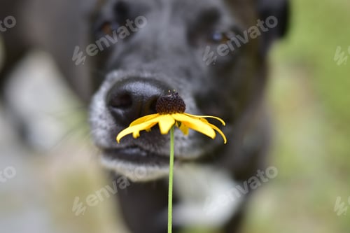 Preview: Smell the flowers