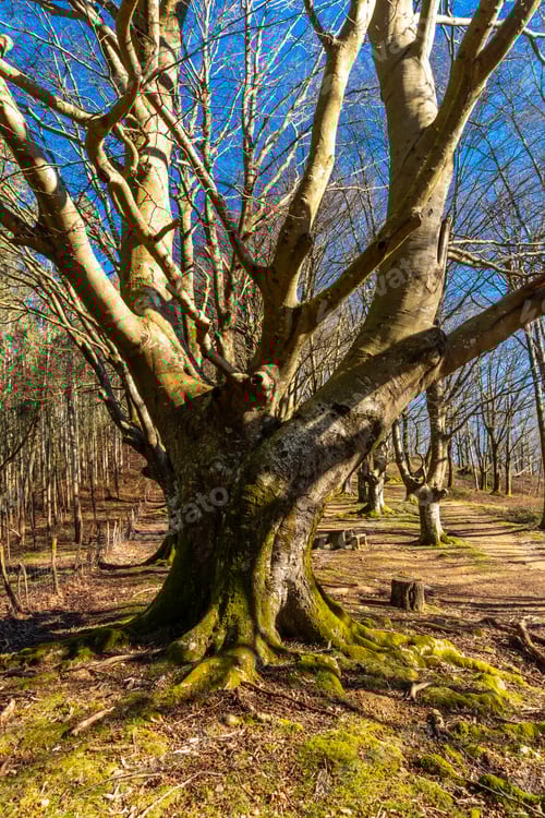 Preview: A tree with moss growing on it is the main focus of the image