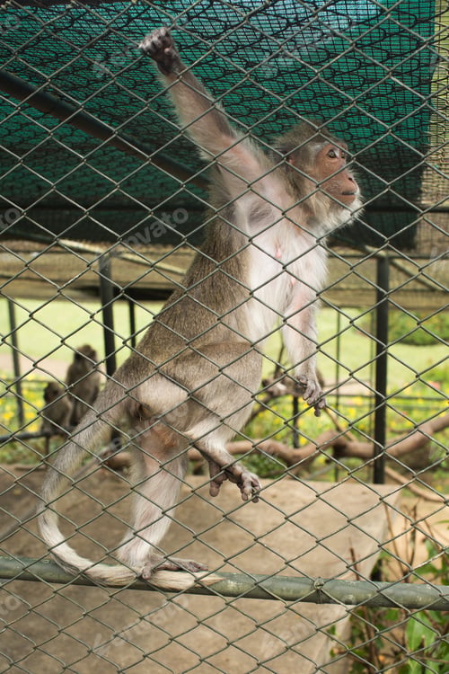 Preview: Monkey